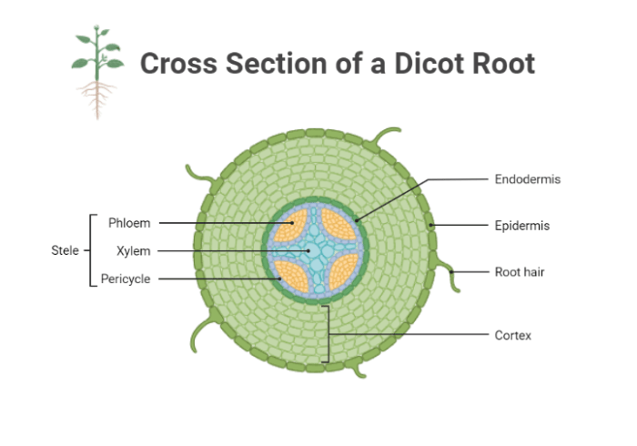 Cross section of a dicot root labeled