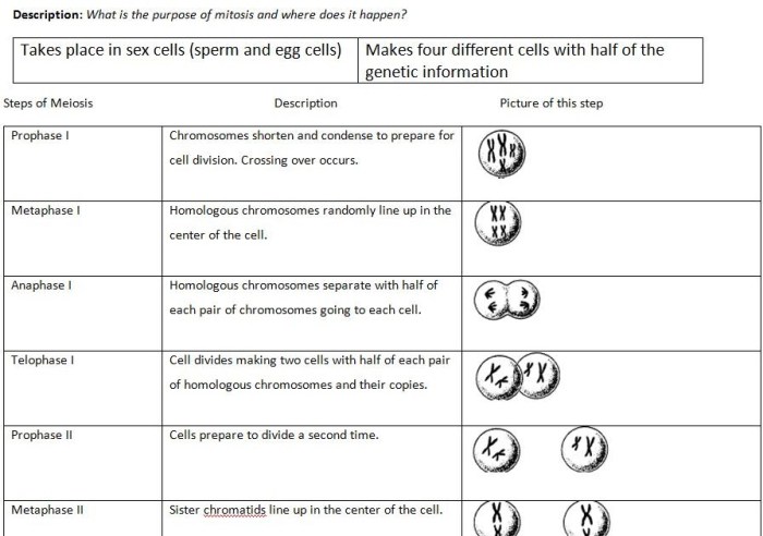 Comparing mitosis and meiosis answer key