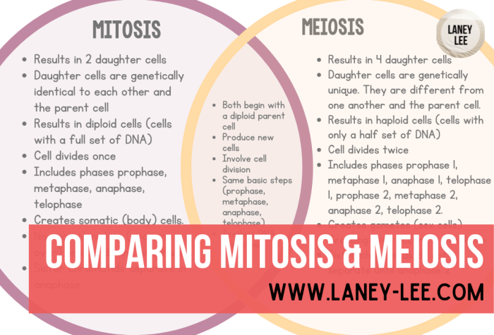 Comparing mitosis and meiosis answer key