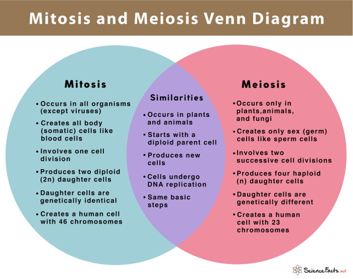 Comparing mitosis and meiosis answer key