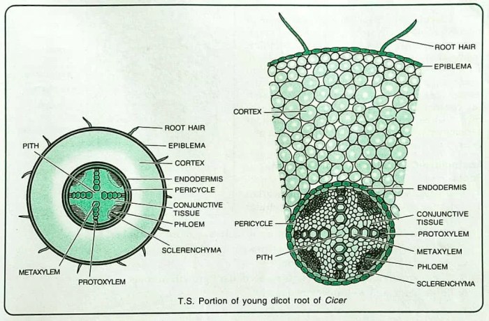 Cross section of a dicot root labeled