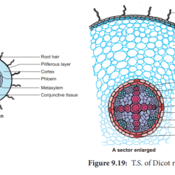 Root dicot structure internal characteristics endodermis identifying cells casparian cuticle zxc