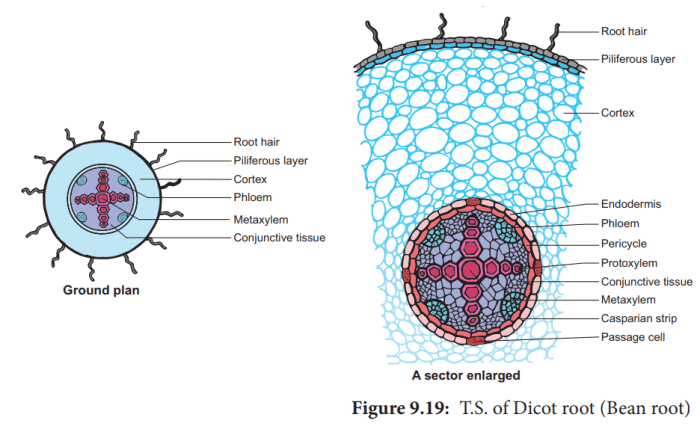 Root dicot structure internal characteristics endodermis identifying cells casparian cuticle zxc