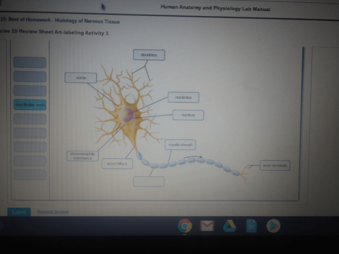 Exercise 14 review sheet nervous tissue