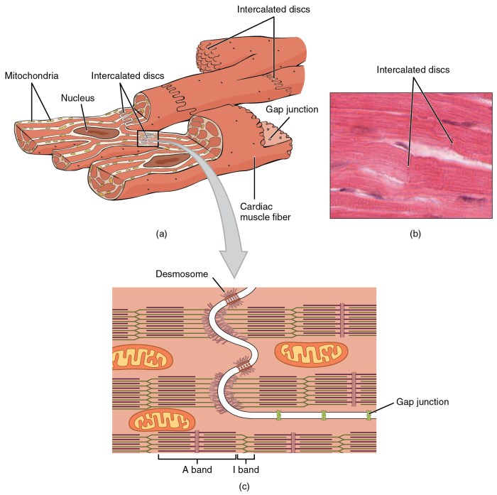 Art-labeling activity structure of a cardiac muscle fiber