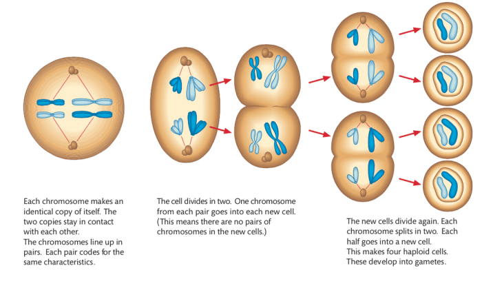 Meiosis diagram cell cells stages level genetics ib parent does variation below chromosomal