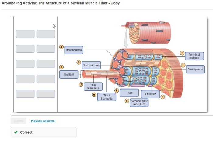 Art-labeling activity structure of a cardiac muscle fiber