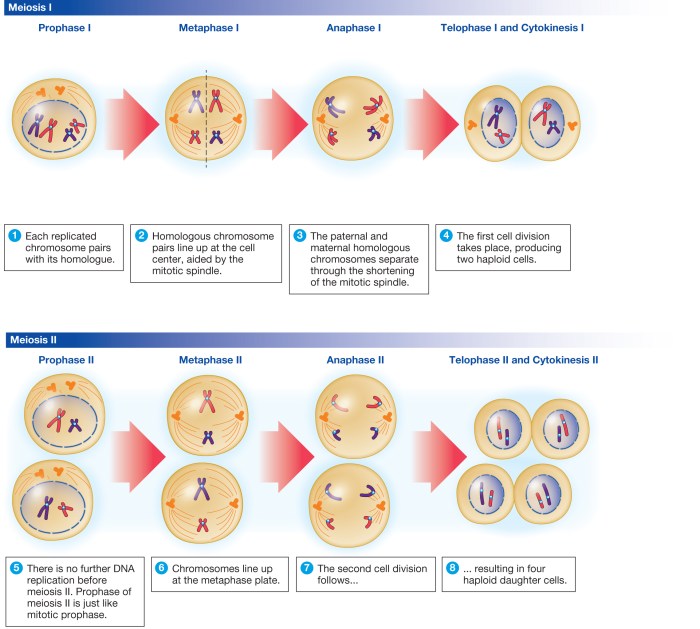 Which of the following statements about meiosis is false