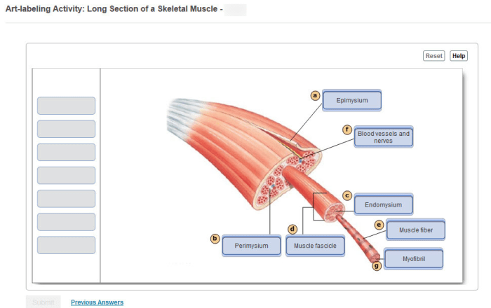 Intercalated discs muscle heart tissue muscular gap junction contraction human cardiac system cell diagram anatomy cells microscopic space cardiovascular diagrams