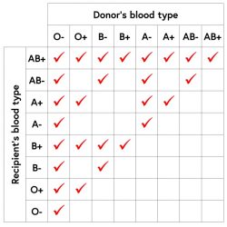 Blood types and donation possibilities worksheet a answer key