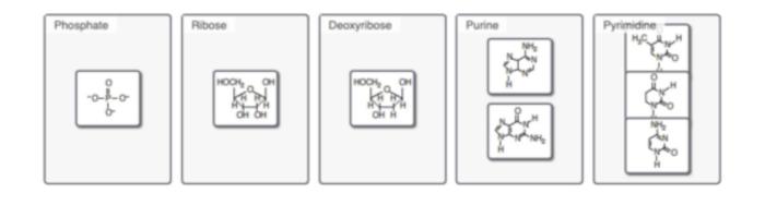 Sort these nucleotide building blocks by their name or classification