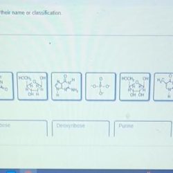 Sort these nucleotide building blocks by their name or classification