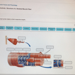 Skeletal structure labeling activity muscle fiber homework solved answer problem been has