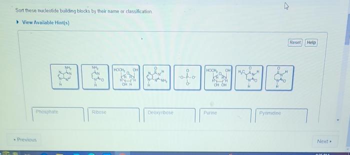 Sort these nucleotide building blocks by their name or classification