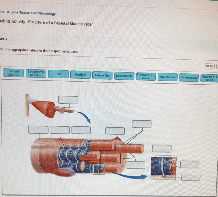 Skeletal structure labeling activity muscle fiber homework solved answer problem been has