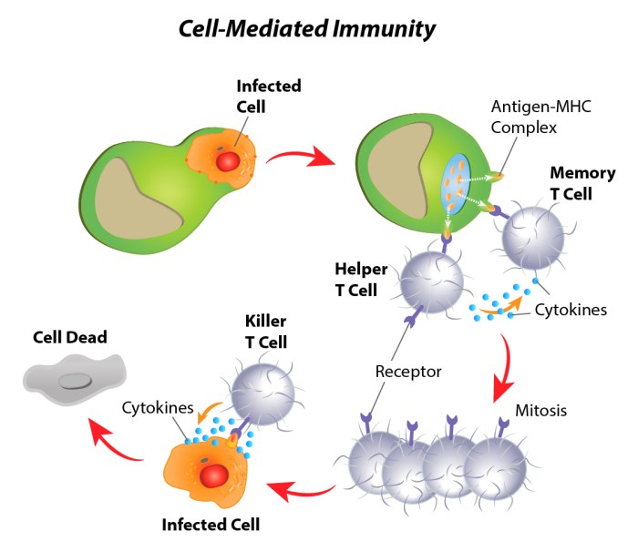 Innate adaptive immune responses