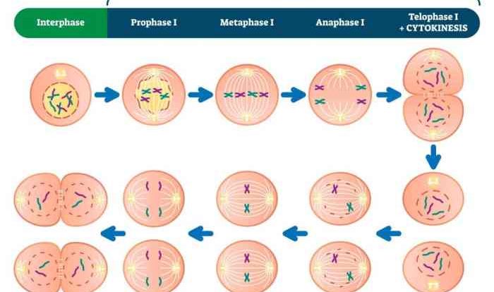 Which of the following statements about meiosis is false