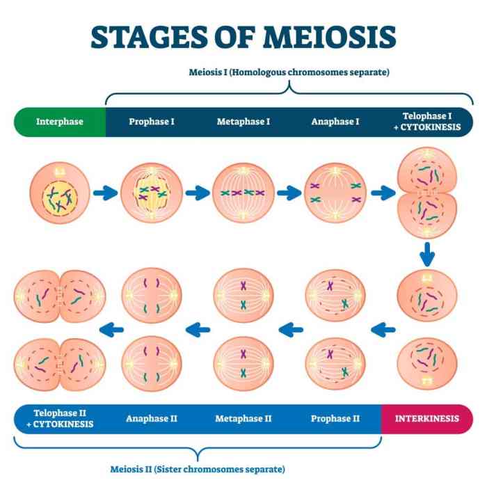 Which of the following statements about meiosis is false