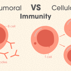 Vertebrate immunity immune myeloid lymphoid successive emergence evolutionary