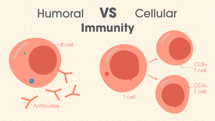 Vertebrate immunity immune myeloid lymphoid successive emergence evolutionary